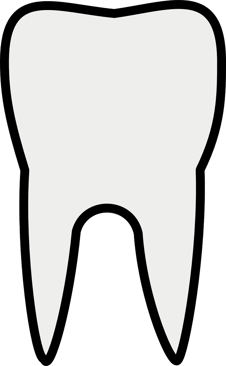 Tooth Line Art Free Vector - Tooth Clipart Black And White (495x800), Png Download