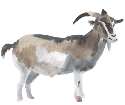 All Natural Grass Fed Goat - Watercolor Goat (500x375), Png Download