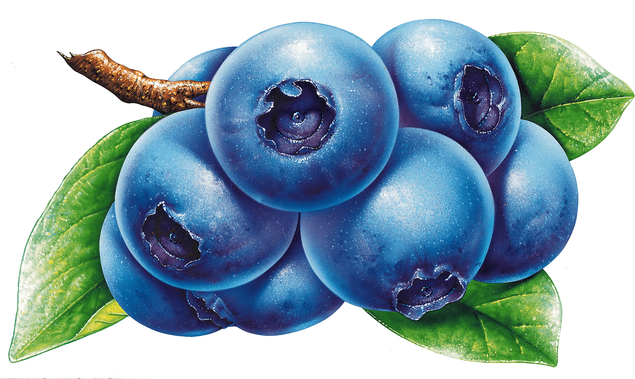 Blueberries Drawing Transparent Png - Blueberry Clipart (2675x1604), Png Download