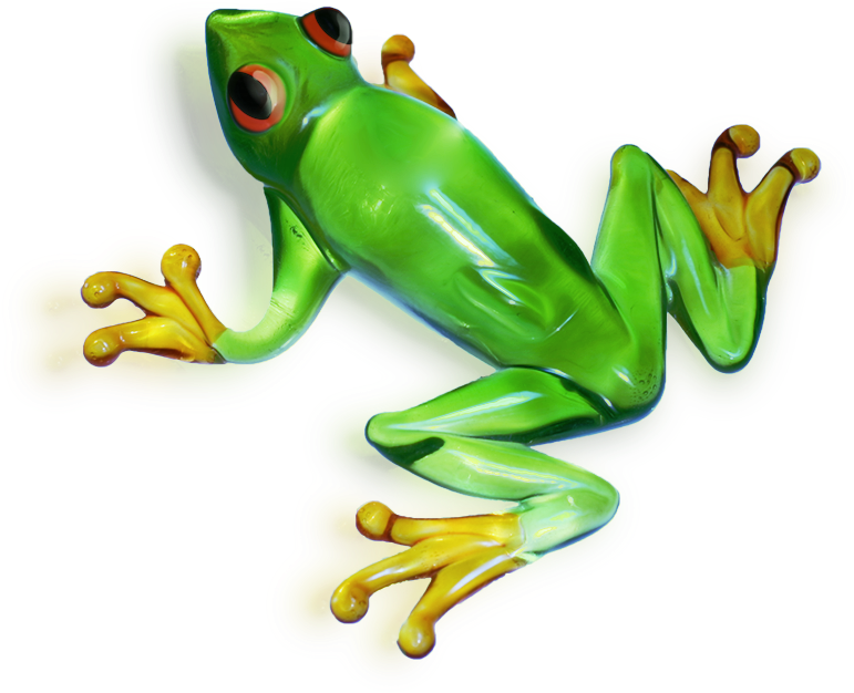 Download Amazing High-quality Latest Png Images Transparent - Transparent Background Frog Transparent (800x689), Png Download