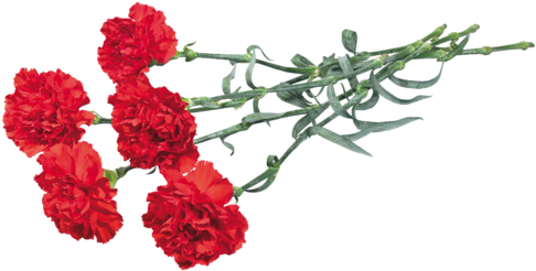 0 81b3a Af8a3b5d L - Carnations Clipart (500x261), Png Download