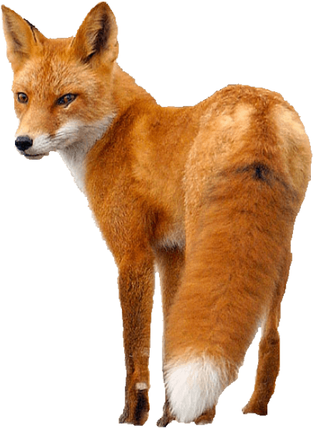 Fox Behind Png Picture - Red Fox Png (442x571), Png Download
