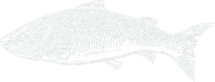 Grey Whale (700x267), Png Download