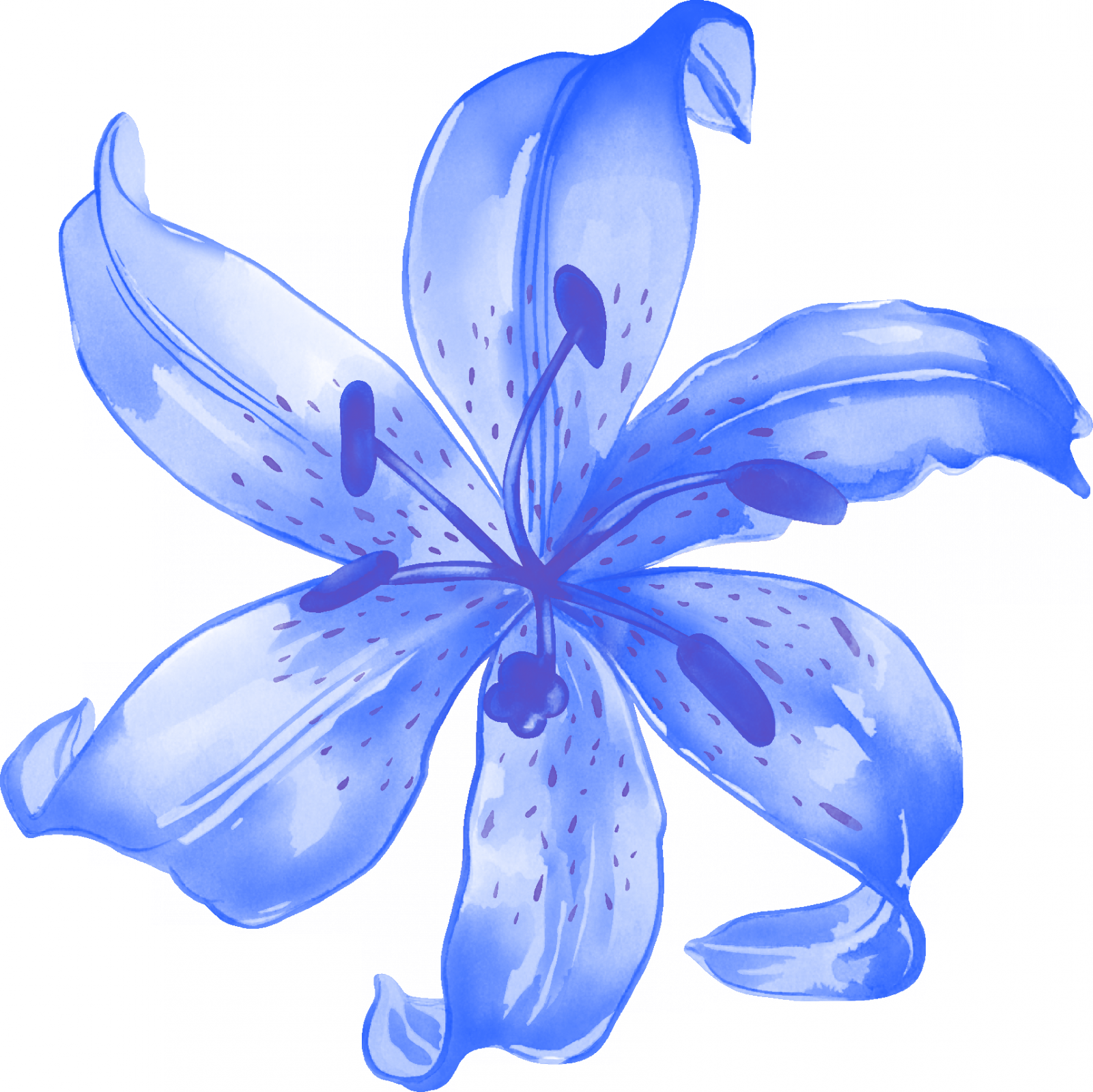 Render Fleur Bleue - Blue Lily Flower Png (1601x1600), Png Download