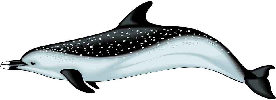 Flower Cutout Dolphin Free, Dolphin, Sea Creatures, - Dolphin Swimming Right Transparent (960x480), Png Download