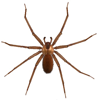 Brown Spider Png Image - Camel Spider Tattoo (540x370), Png Download