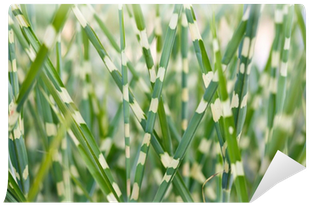 Stripped Ornamental Grass Background Wall Mural • Pixers® - Ornamental Grass (400x400), Png Download