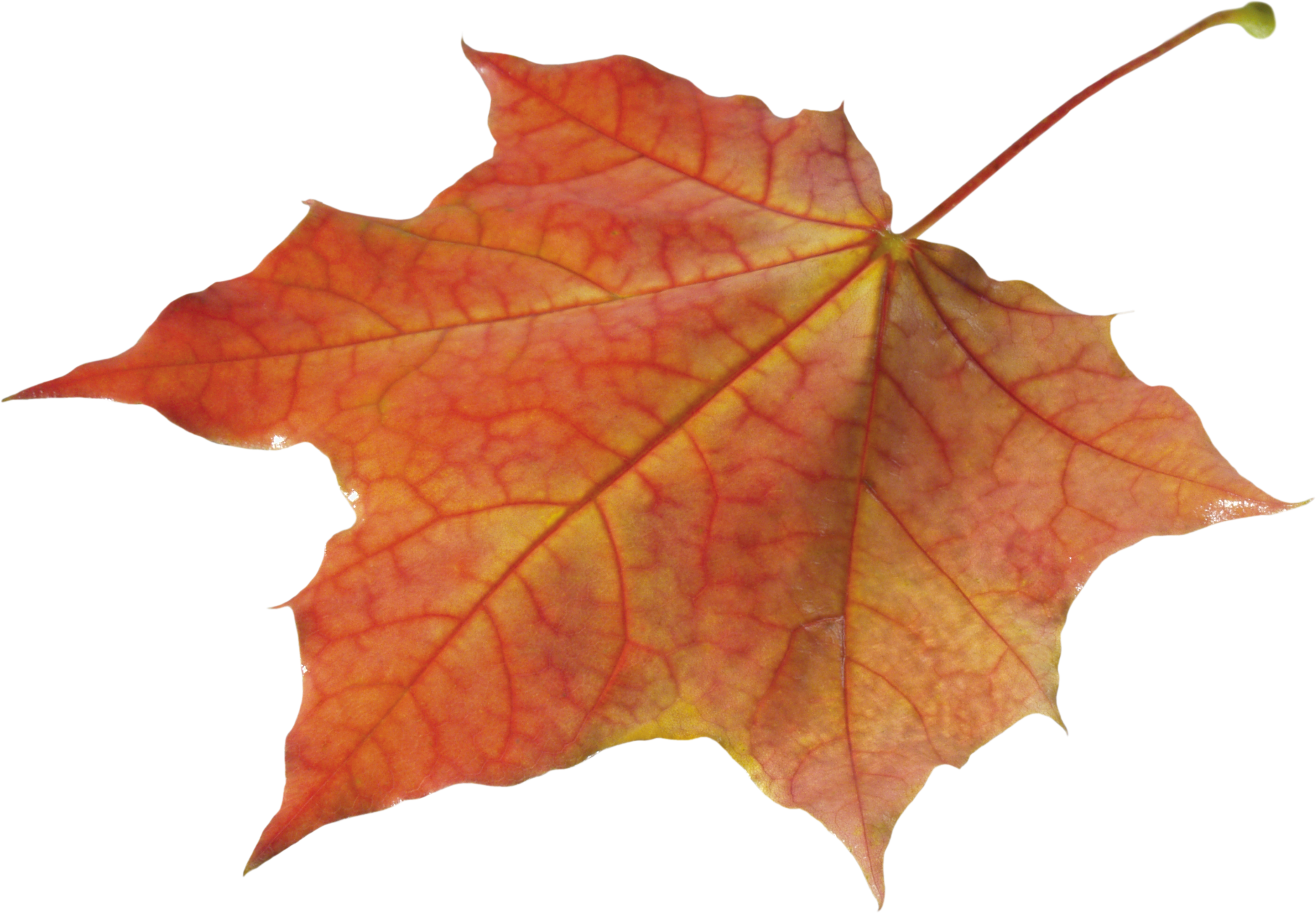 Autumn Leaves Solo Left - Autumn Leaves Transparent (3000x2080), Png Download
