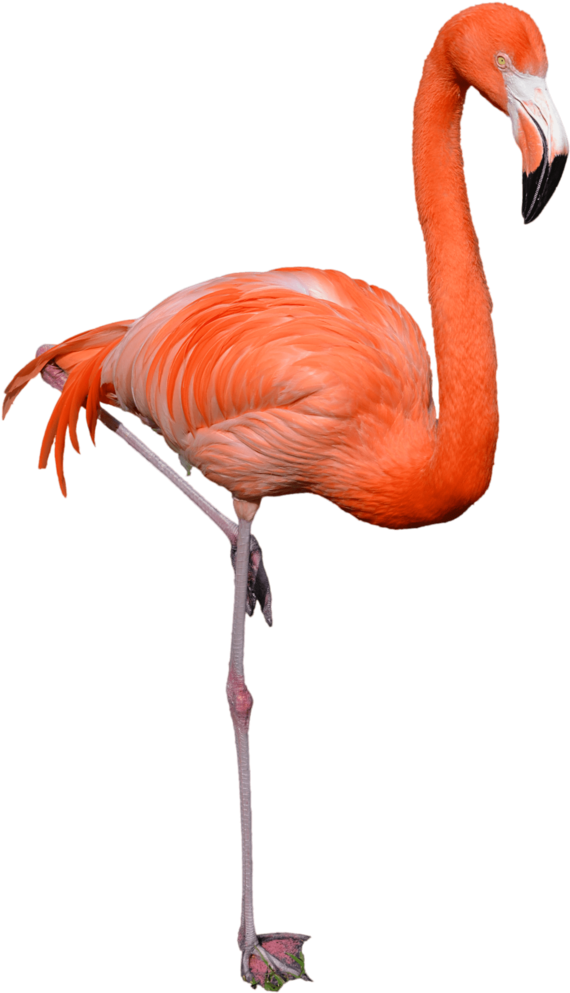 Free Png Flamingo Png Images Transparent - Flamingo Png (480x724), Png Download