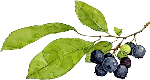 Blueberry Painting Creative Hand - Blueberries Watercolor Png (664x664), Png Download