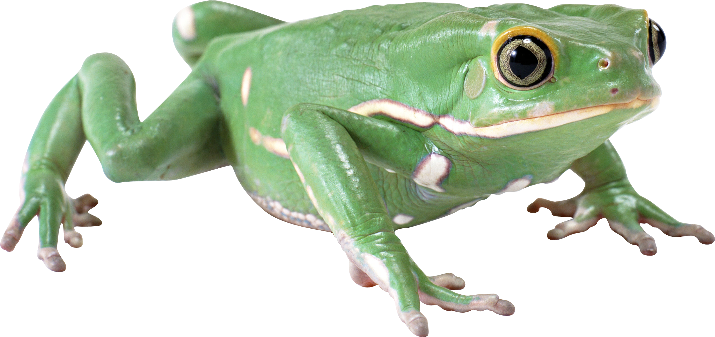 Free Icons Png - Green Frog Png (2468x1163), Png Download