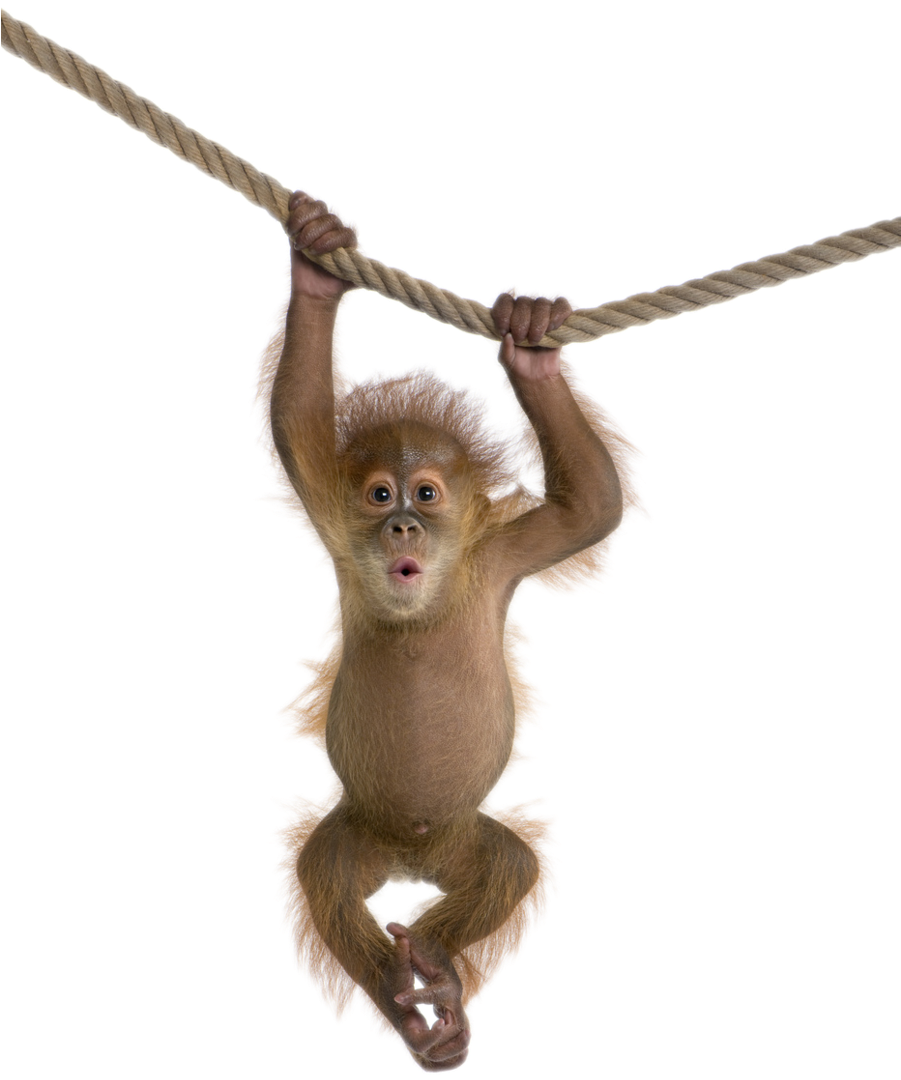 Monkey Free Download Png - Monkey Transparent (900x1237), Png Download