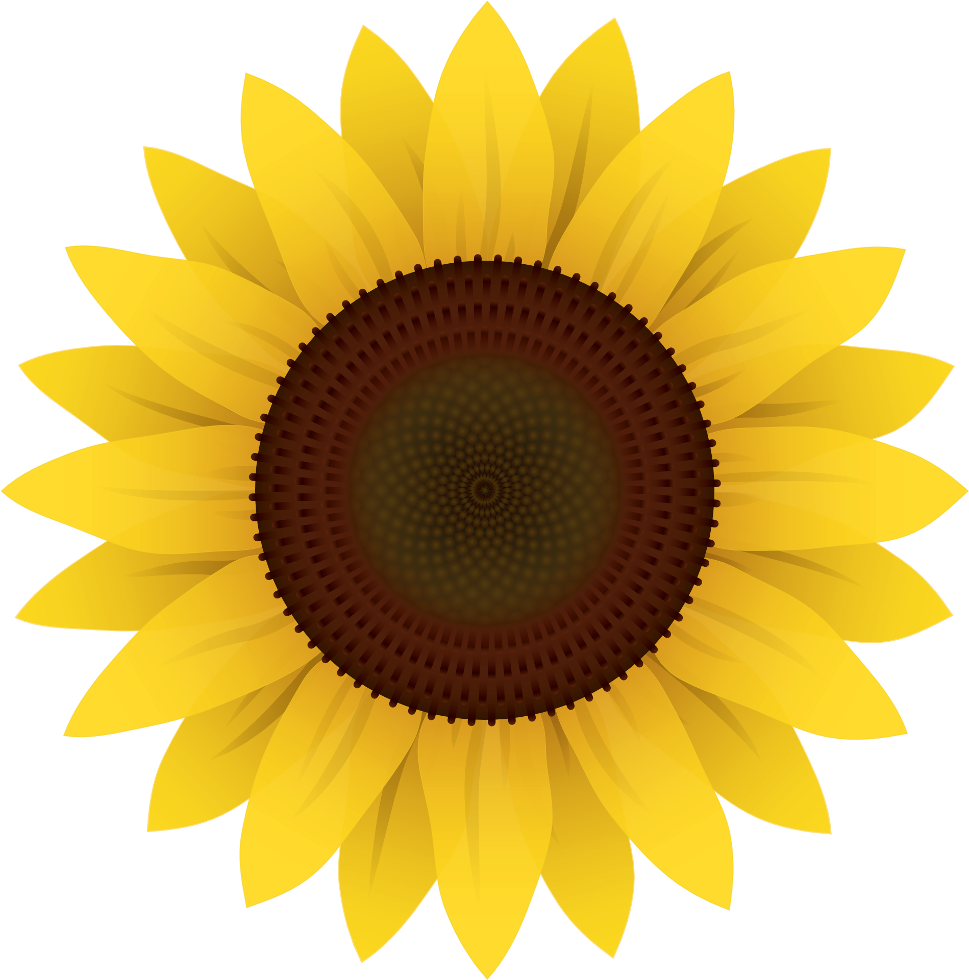 Free Sunflower Vector Png Transparent Image - Transparent Background Sunflower Clipart (1024x1024), Png Download