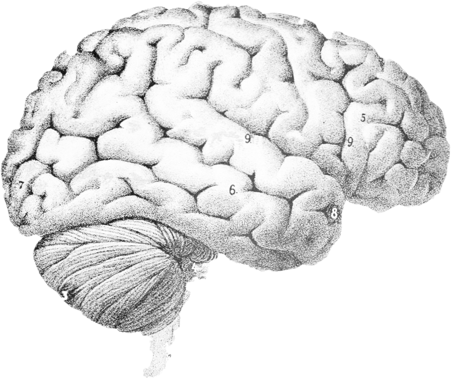 Drawing Of A Real Brain (1790x1504), Png Download