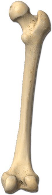 Bones - Bone Png (700x700), Png Download