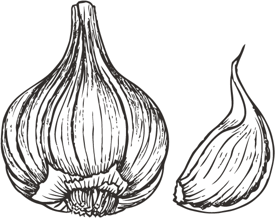 Garlic Drawing Png - Elephant Garlic (600x600), Png Download