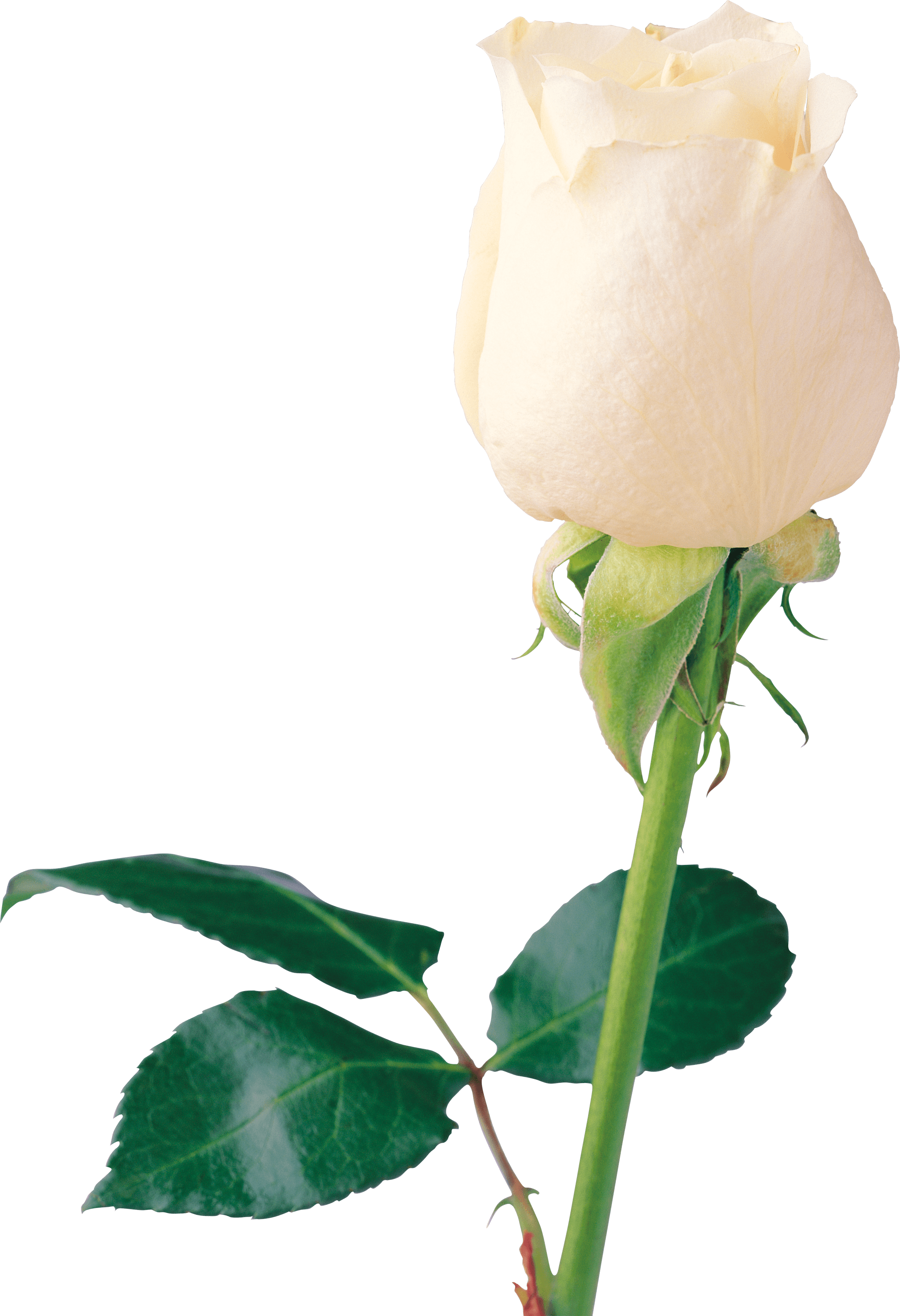 Beautiful White Rose Png - White Rose Only (2384x3486), Png Download