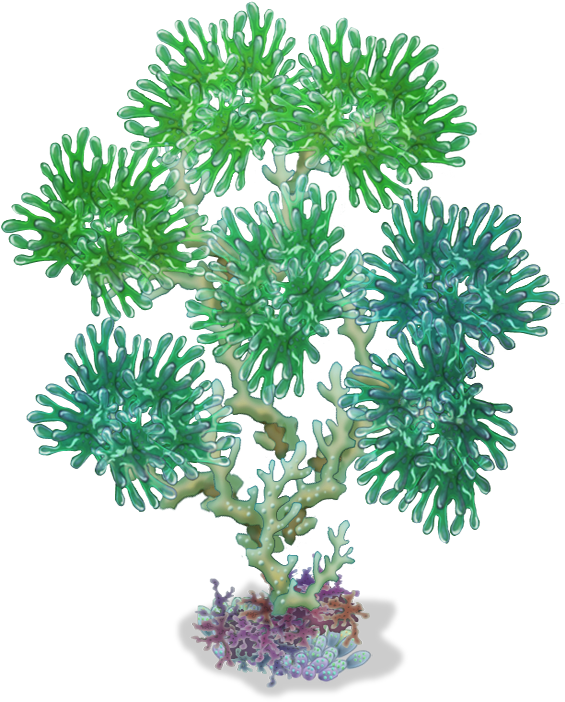 Water Island Big Tree - Imagen Png Transparente Coral (564x728), Png Download