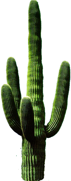 Imágenes Para Photoscape, Photoshop Y Gimp De Flores - Cactus Png (297x733), Png Download