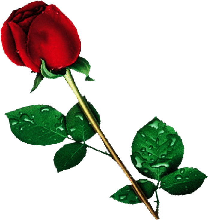 Png Transparent Background Flower (800x800), Png Download