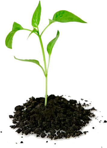 Plant - Plant Growing Out Of Ground (400x500), Png Download
