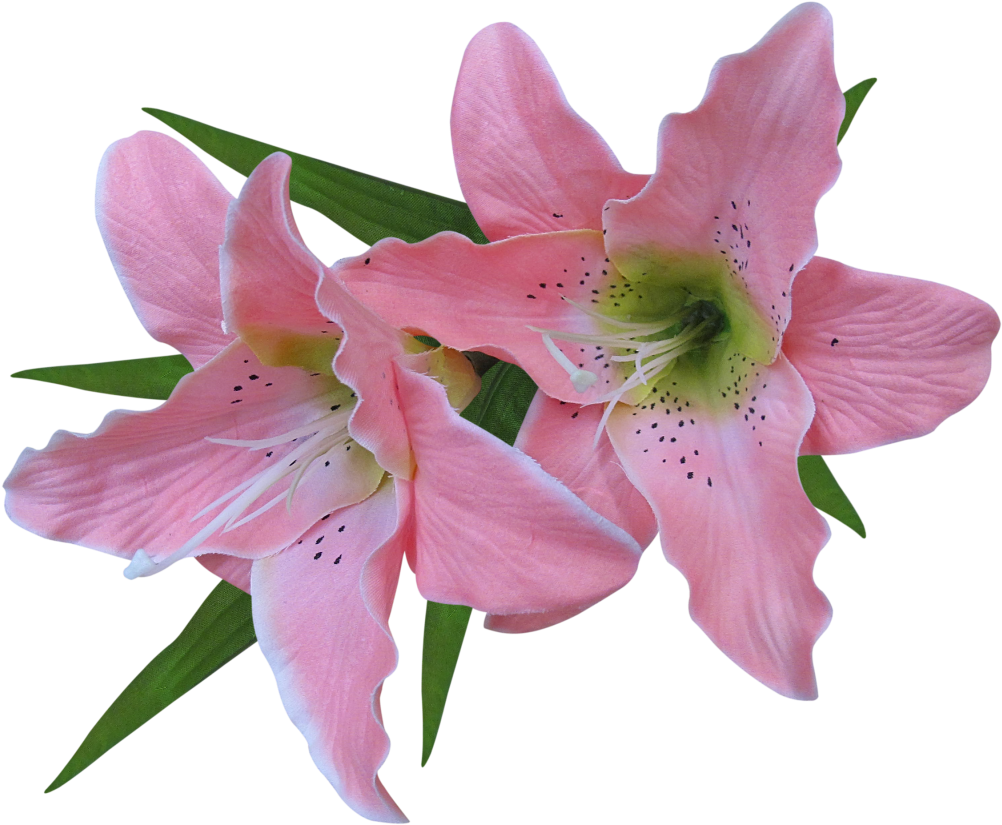 Lilies Clipart Trumpet Flower - Rustic Art Organic Aloe Vera Gel (1020x842), Png Download
