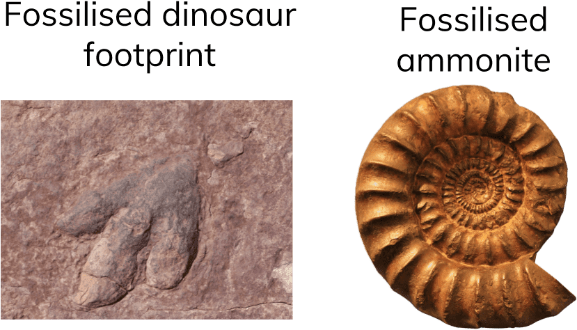 6 - 3 - 5 Fossils - Ammonites (960x600), Png Download