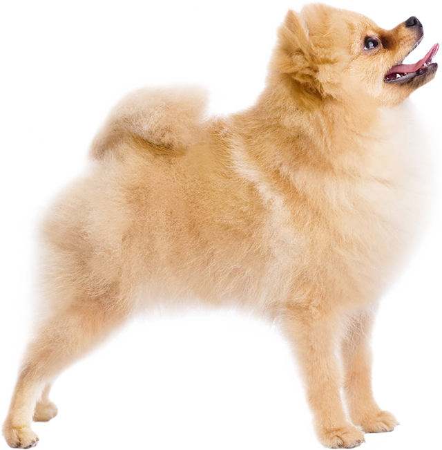 Pomeranian 19 Oct 2018 - German Spitz Klein (640x651), Png Download