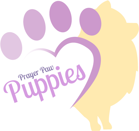 White & Black Pomeranian Puppies For Sale By Breeder - Puppy For Sale Logo (960x560), Png Download