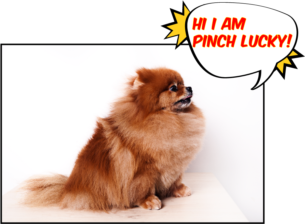Pinch Lucky - Pomeranian (1024x768), Png Download