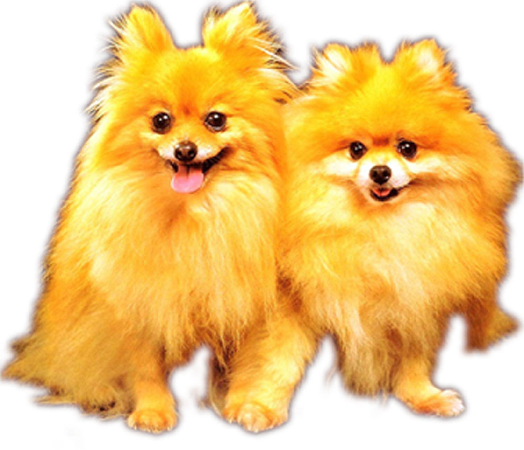 Picture Freeuse German Spitz Alaskan Malamute Puppy - 5d Diamond Painting Pomeranian (2480x2362), Png Download