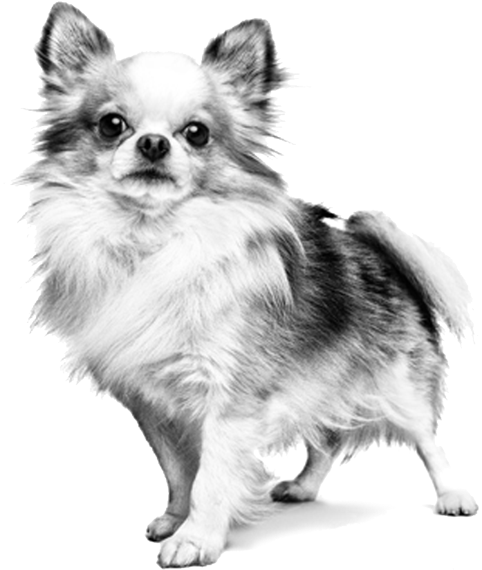 An Error Occurred - Dog (1220x863), Png Download