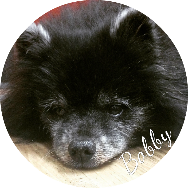 Bobby Is A Darling 18 Year Old Pomeranian - Pomeranian (477x477), Png Download