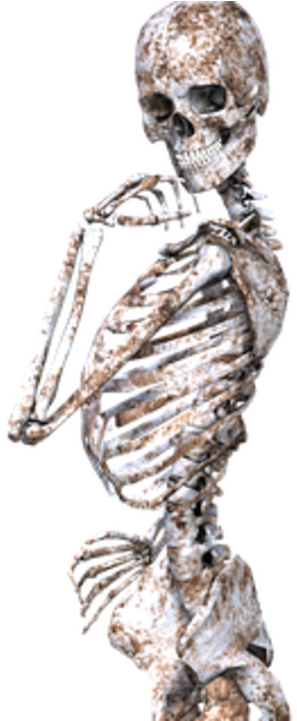 Human Skeleton (1280x720), Png Download