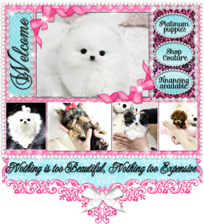 White Pomeranian Puppies For Sale - Pomeranian (402x454), Png Download