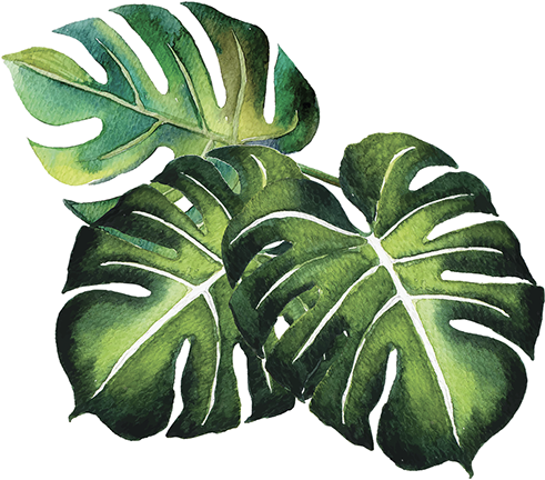 Subscribe To Our Mailing List - Tropical Plants Alpha Png (531x467), Png Download