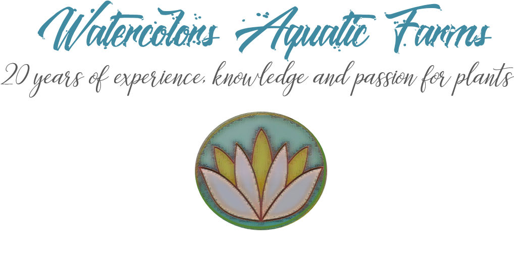 Landing - Calligraphy (1107x581), Png Download