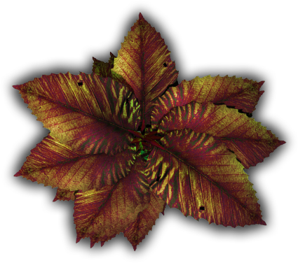06 Feb 2009 - Tropical Plants Leaves Transparent (425x376), Png Download