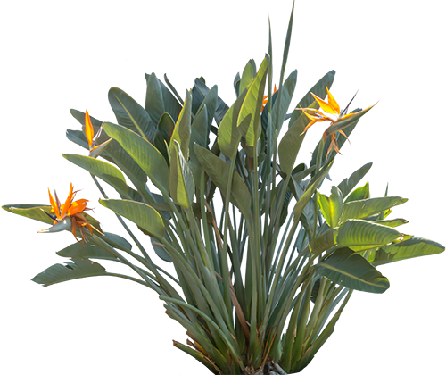 Bird Of Paradise Plant Png - Birds Of Paradise Png (500x420), Png Download