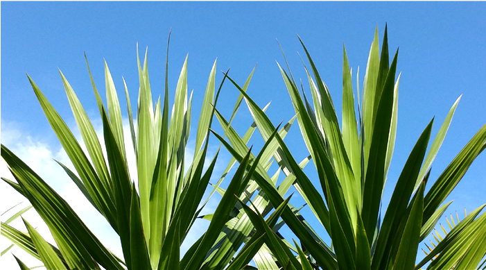 Sunshine Tropical Foliage Is A Wholesale Nursery Specializing - Tarzan (700x525), Png Download