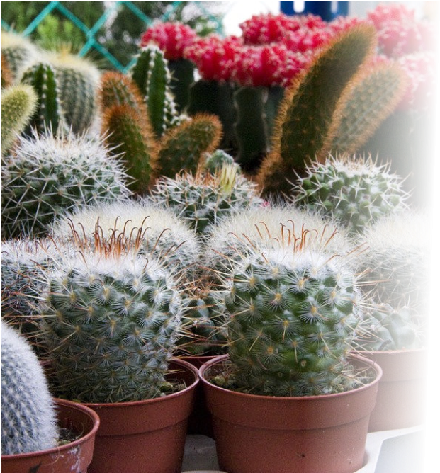 Indoor & Tropical Plants - Plantas De Clima Frio (825x667), Png Download