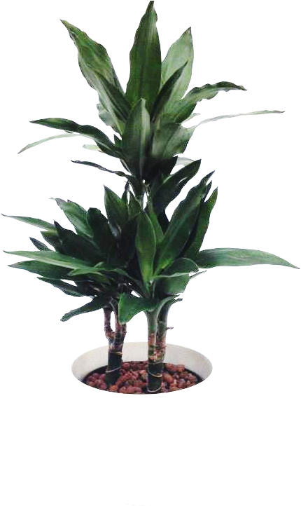 Tropical Ornamental Plants - Houseplant (768x768), Png Download