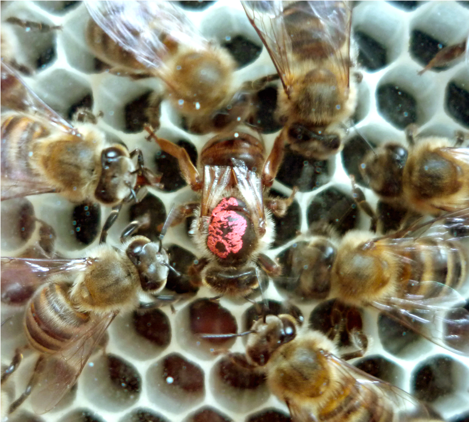 The Queens Crown Of Red, Our New Queen Is Marked With (1517x840), Png Download