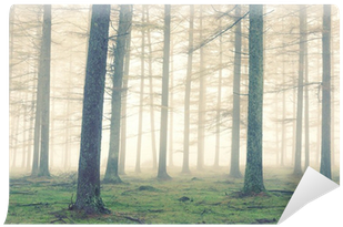 Forest With Fog And Vintage Effect Wall Mural • Pixers® - Vinyl Wall Mural (400x400), Png Download