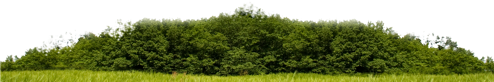 Skyline On Brickell - Grass (1600x740), Png Download