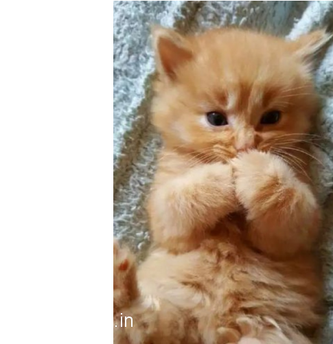 Cute Kitten For Sale - Beautiful Cats Baby (700x500), Png Download