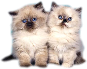 Tube - Burmese Long Haired Kitten (400x300), Png Download