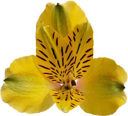 Shakira - Prev - Peruvian Lily (640x480), Png Download