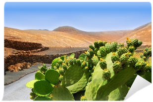 Cactus Nopal In Lanzarote Orzola With Mountains Wall - Conception Et Réalisation D'un Séchoir Solaire: Étude (400x400), Png Download