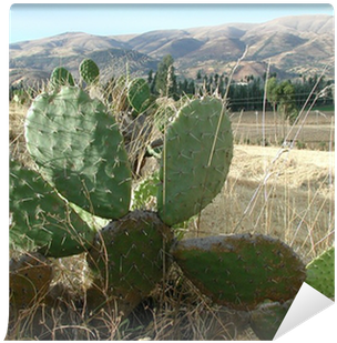 Prickly Pear (400x400), Png Download